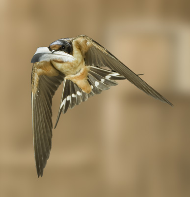 barn swallow